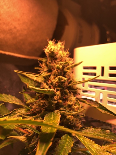 Growreport Bild 1