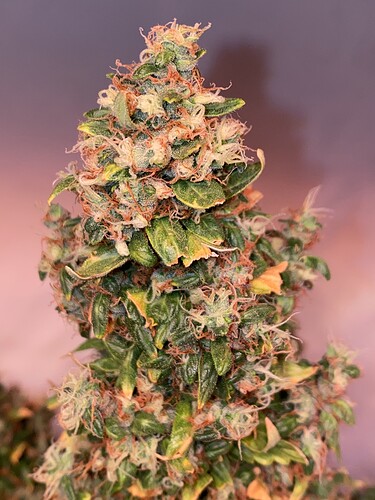 Growreport Bild 1