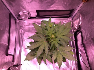 Growreport Bild 3