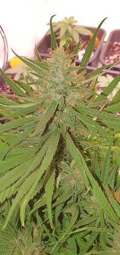 Growreport Bild 2