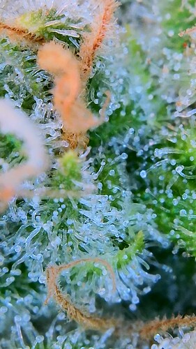 Growreport Bild 12