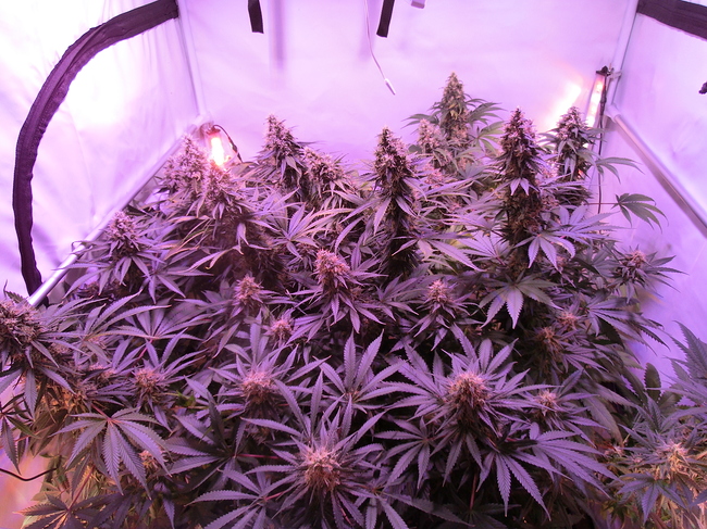 Growreport Bild 1