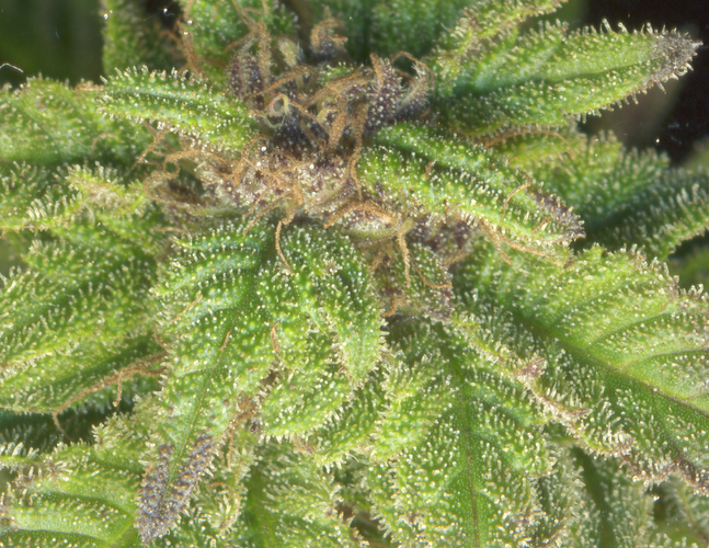 Growreport Bild 9