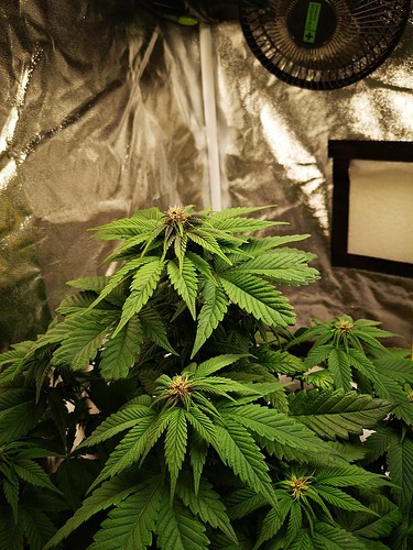 Growreport Bild 1