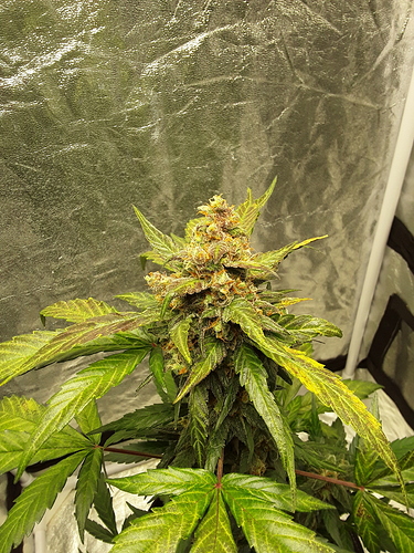 Growreport Bild 6