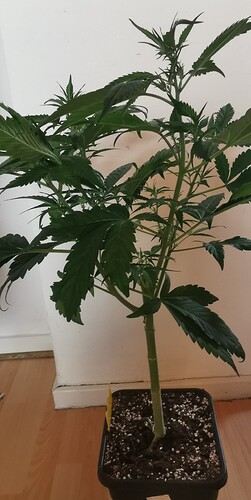 Growreport Bild 27