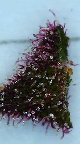 Growreport Bild 6