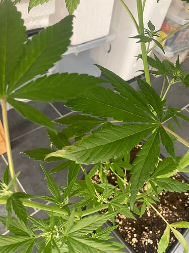 Growreport Bild 30