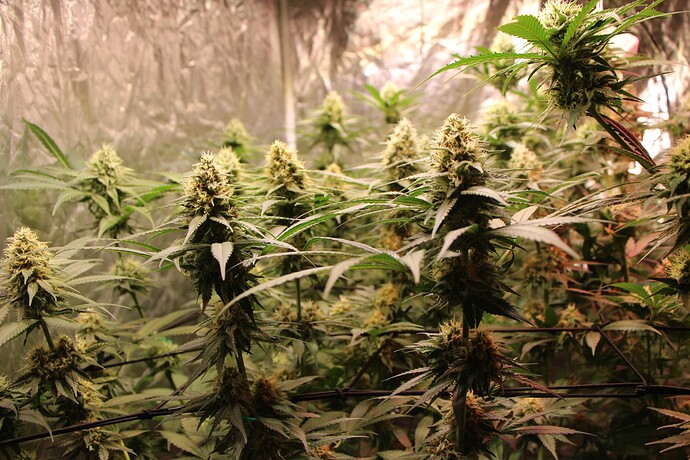 Growreport Bild 6