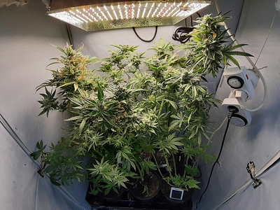 Growreport Bild 3