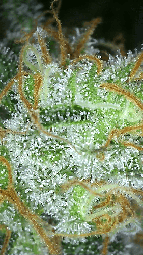 Growreport Bild 12