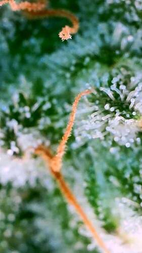 Growreport Bild 5