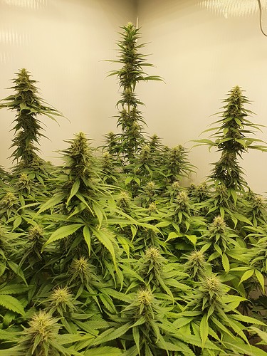 Growreport Bild 17