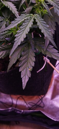 Growreport Bild 58