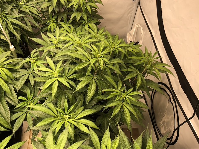 Growreport Bild 6
