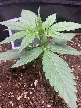 Growreport Bild 2