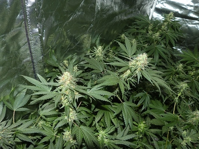 Growreport Bild 21