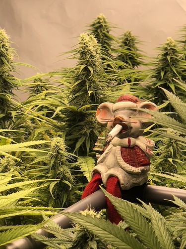 Growreport Bild 2