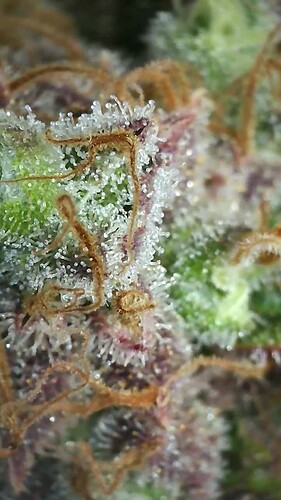 Growreport Bild 40