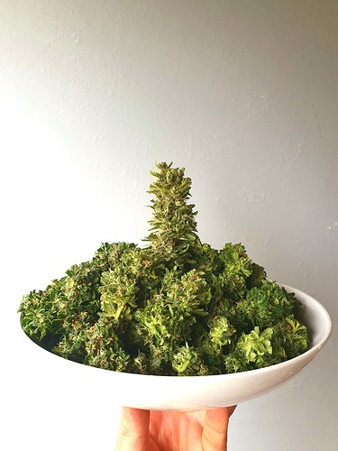 Growreport Bild 4