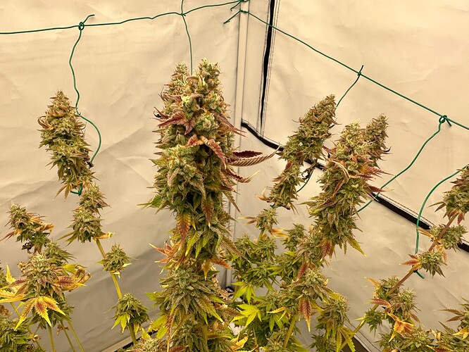 Growreport Bild 6