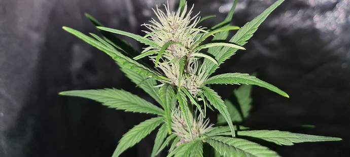 Growreport Bild 5