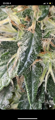 Growreport Bild 3