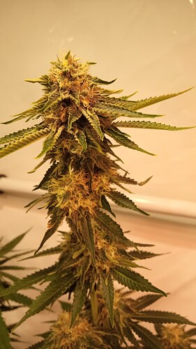 Growreport Bild 52