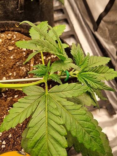 Growreport Bild 41