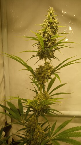 Growreport Bild 23
