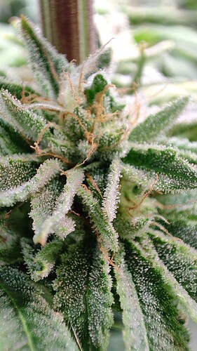 Growreport Bild 28