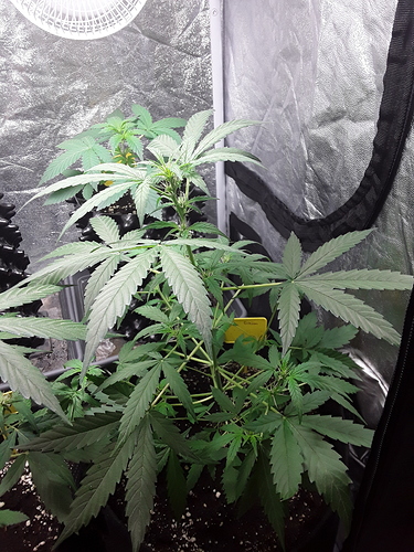 Growreport Bild 7