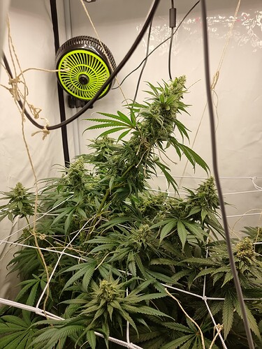 Growreport Bild 6