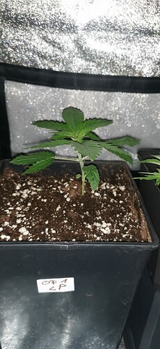 Growreport Bild 15
