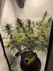Growreport Bild 18