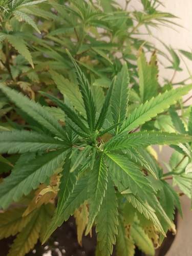 Growreport Bild 3
