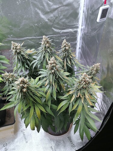 Growreport Bild 6