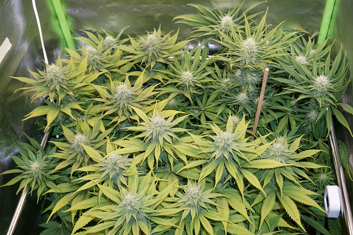 Growreport Bild 13