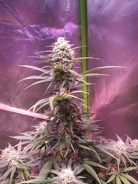Growreport Bild 25
