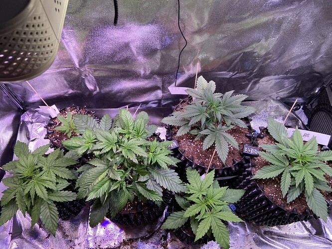 Growreport Bild 2