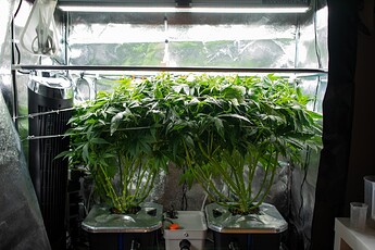 Growreport Bild 19