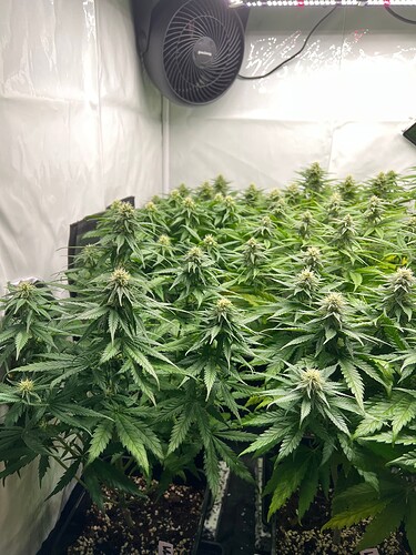 Growreport Bild 2