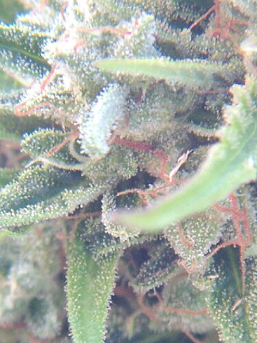 Growreport Bild 12