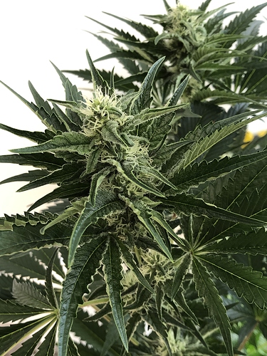Growreport Bild 2