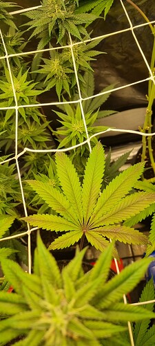 Growreport Bild 19