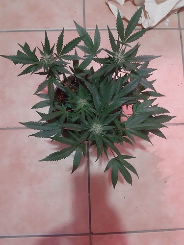 Growreport Bild 8