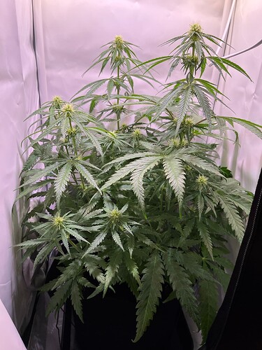 Growreport Bild 20