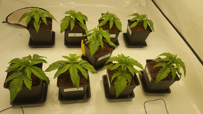 Growreport Bild 7