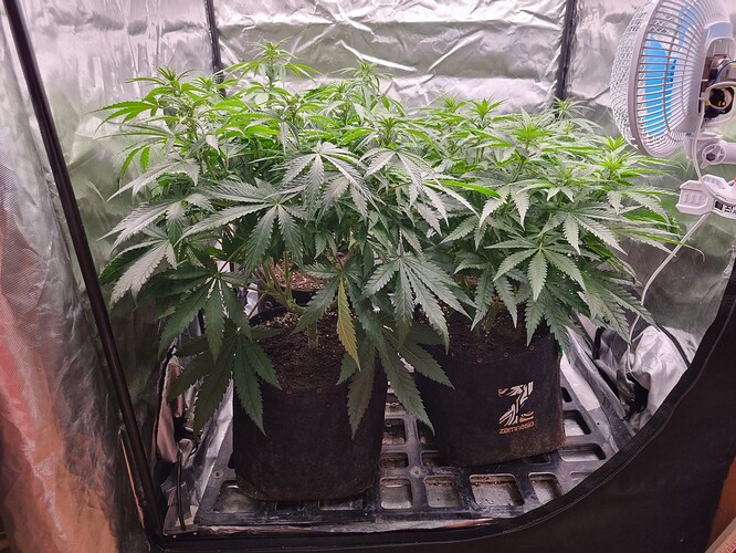 Growreport Bild 3