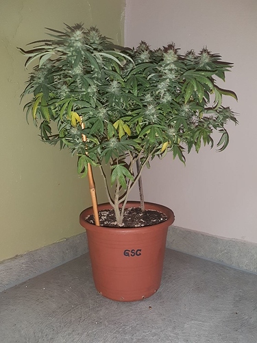 Growreport Bild 12